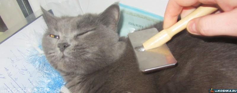 Вычесывание шерсти у кошек