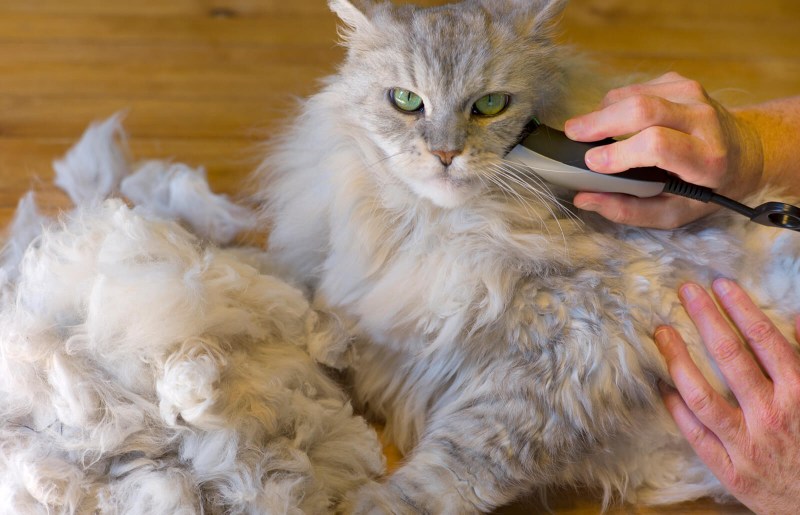 Шерсть кошки