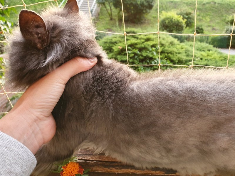 Шерсть кота