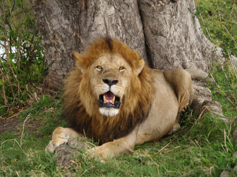 Panthera Leo senegalensis