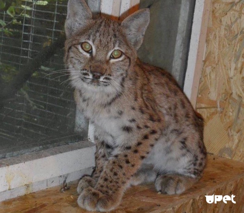 Кошка Дуся Ленинградский зоопарк