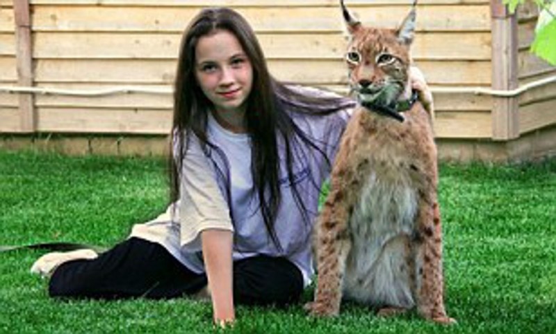 Каракал домашний