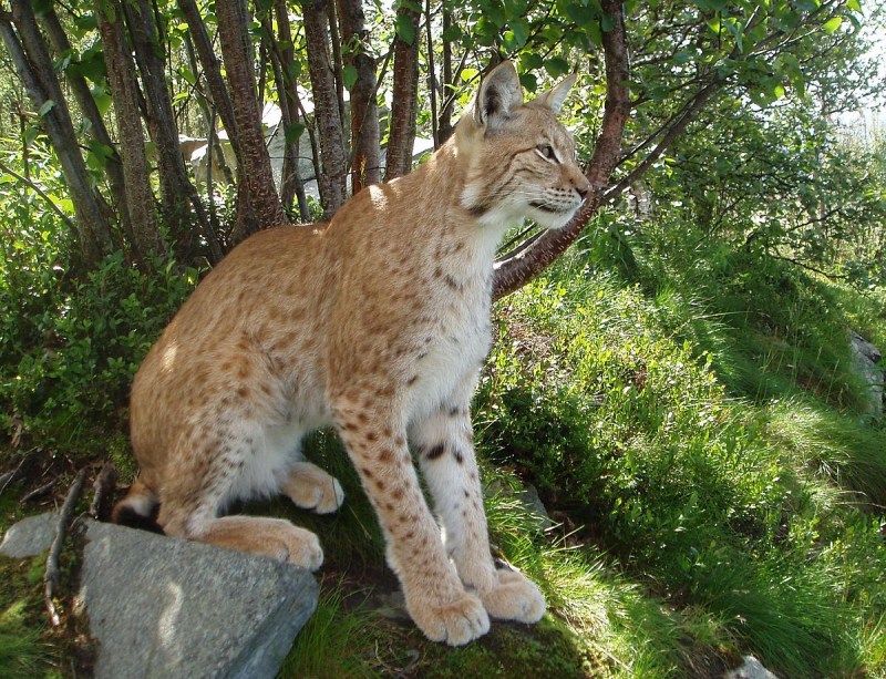Каракал кошка
