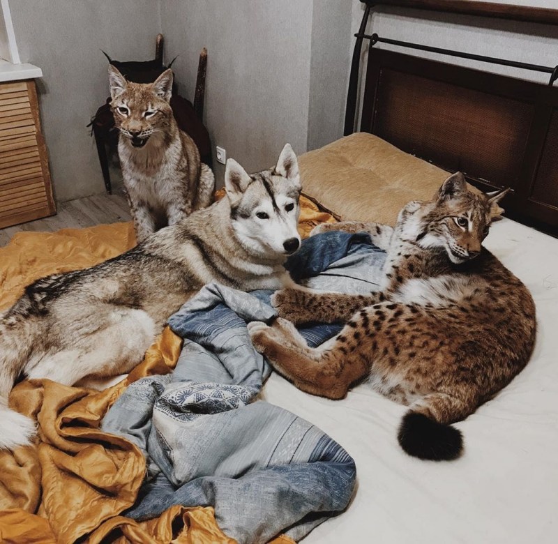 Бобкэт порода кошек