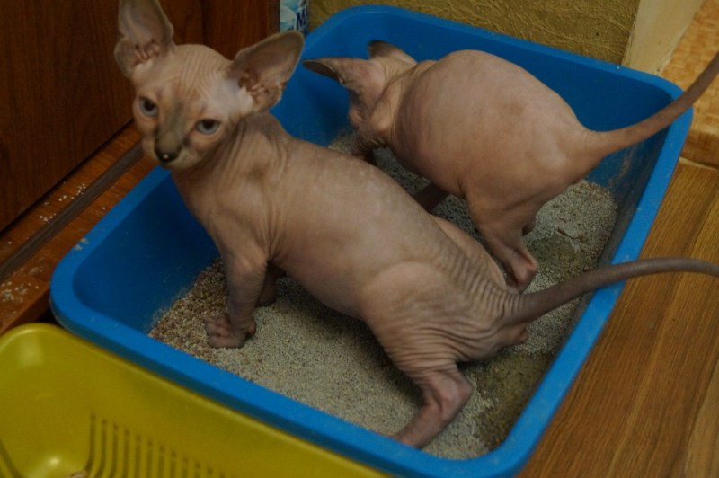 Лотки для кошек сфинксов