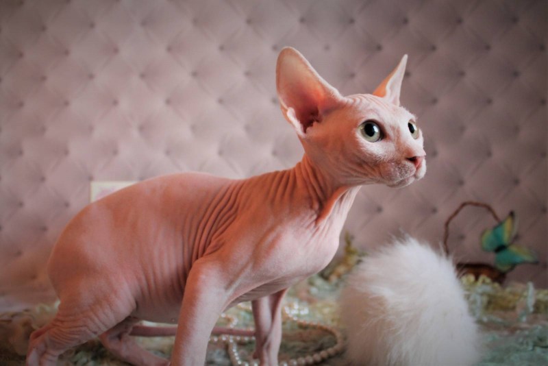Кот сфинкс ест
