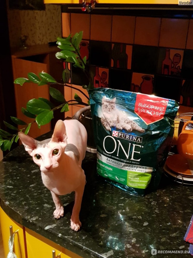 Корм для котят сфинкса Пурина