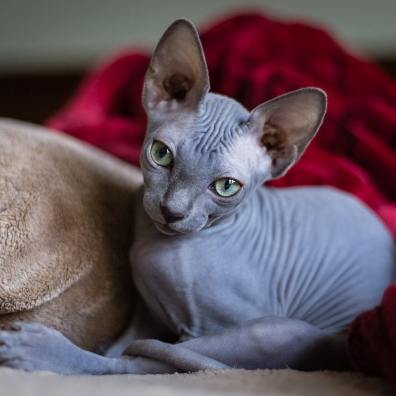 Котомать