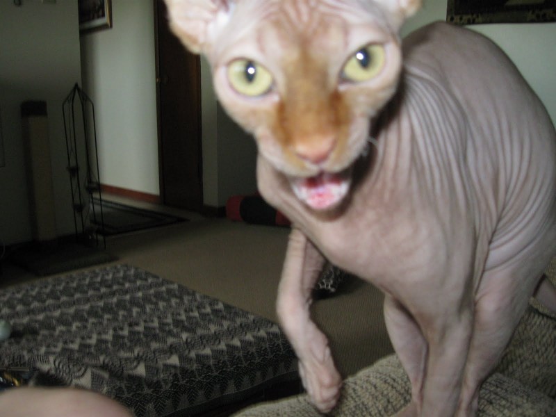 Дальневосточный сфинкс кот
