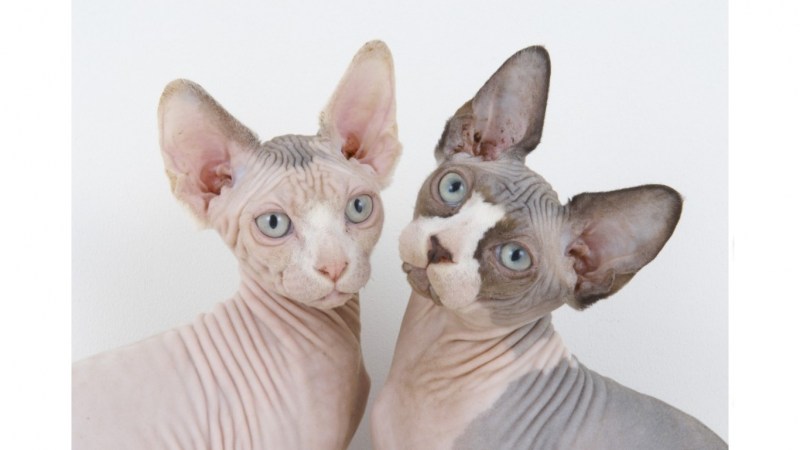 Дальневосточный сфинкс кот