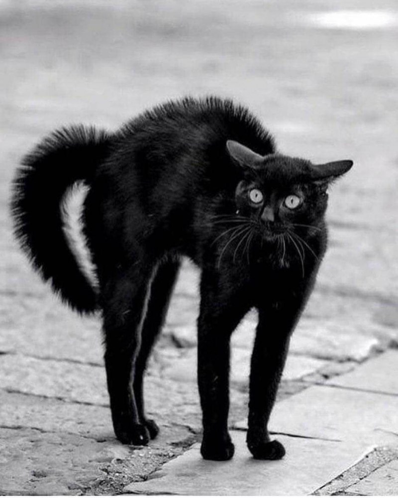 Черные коты