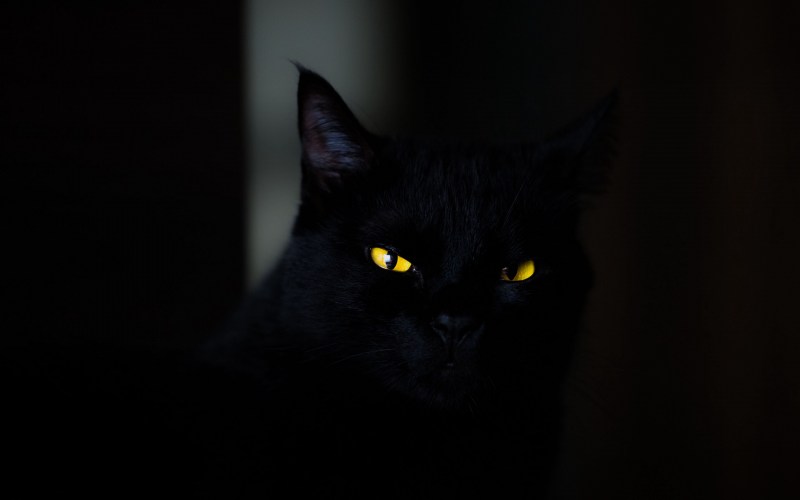 Черная кошка с желтыми глазами