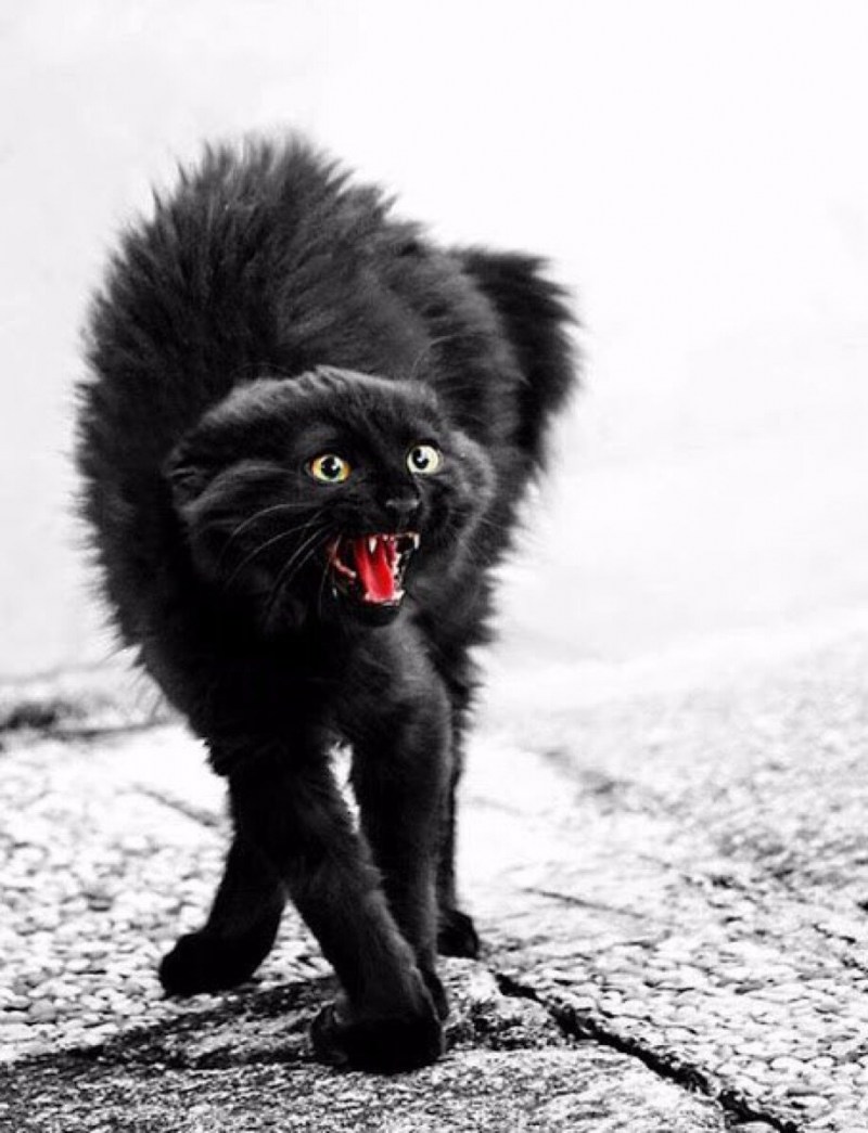 Злая кошка