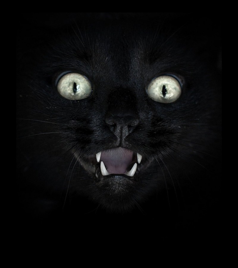 Зловещий кот