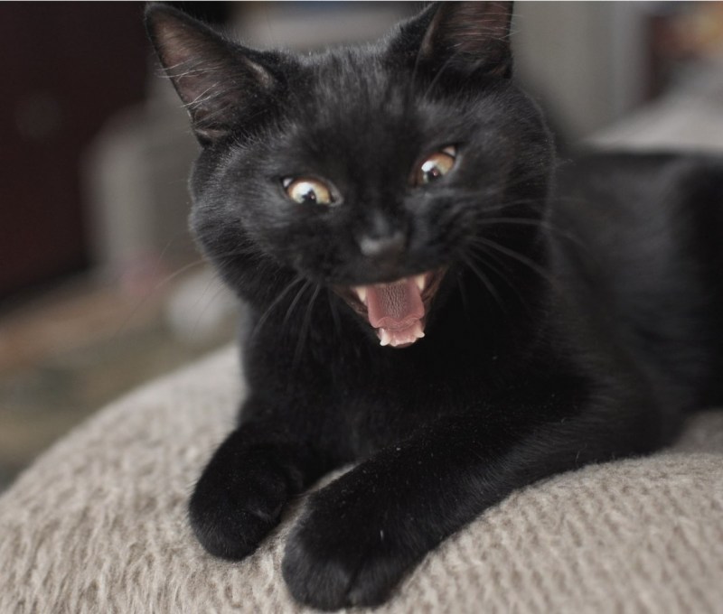 Злой черный котик