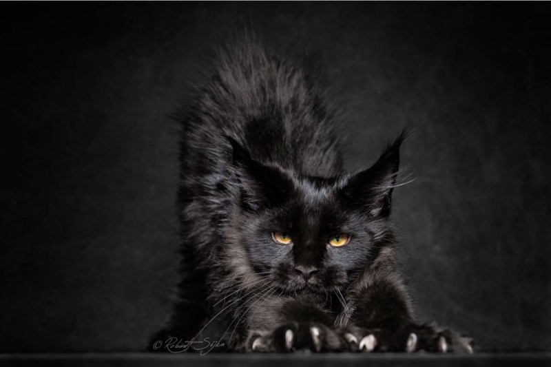 Злая черная кошка