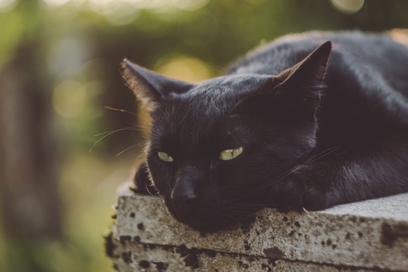 Злая черная кошка