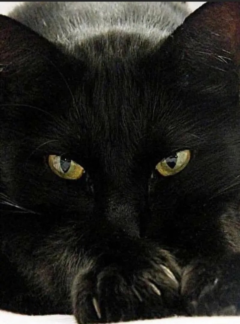 Черная кошка