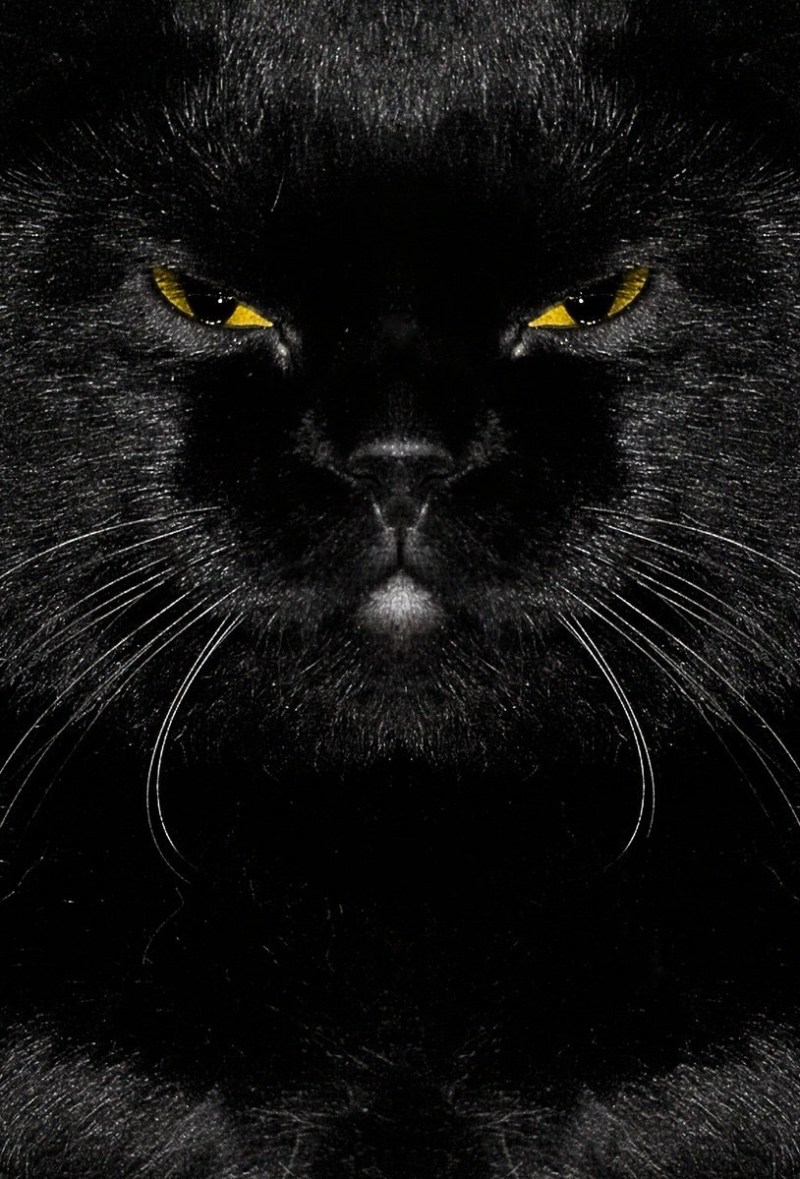 Злая черная кошка идет