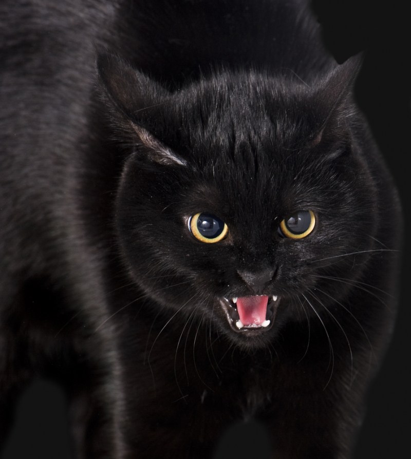 Чёрный котик