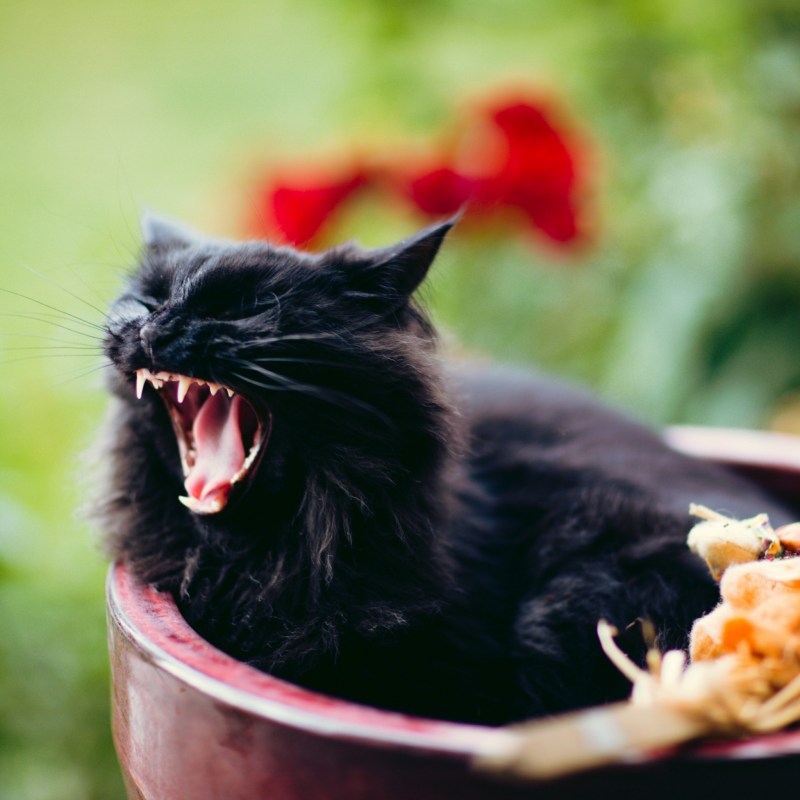 Злая кошка