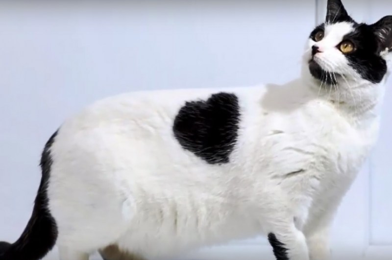 Бенгальский кот