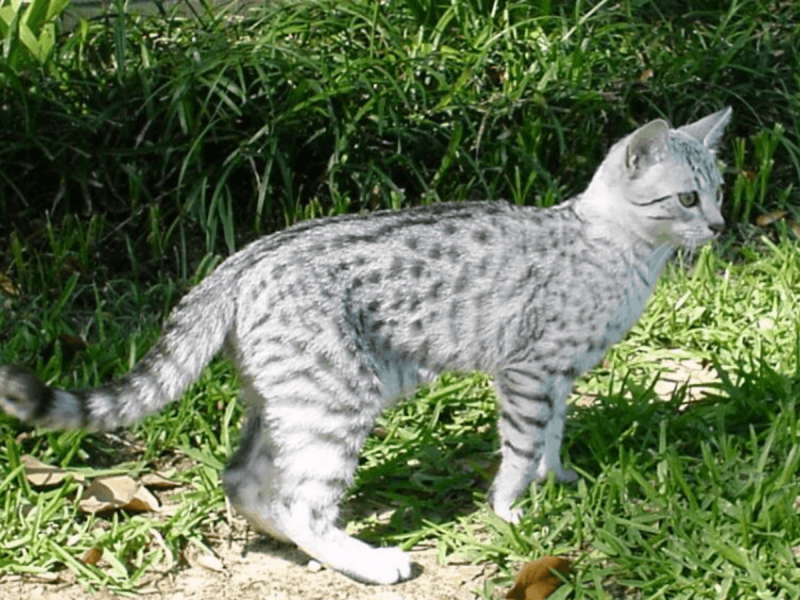 Бенгальский леопард кот