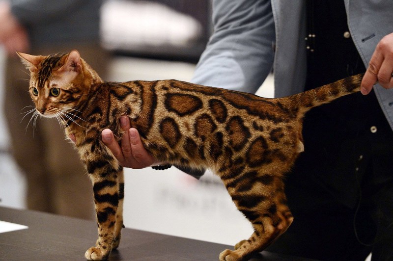 Бенгальская кошка