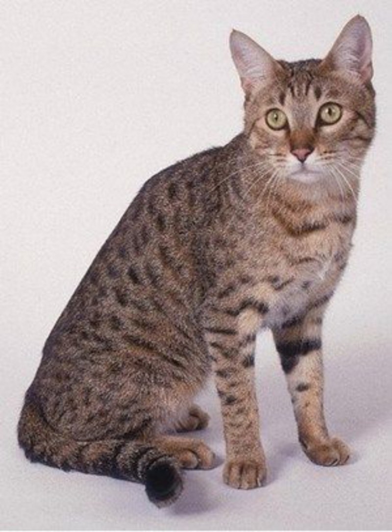 Кот Скрэппи мраморный