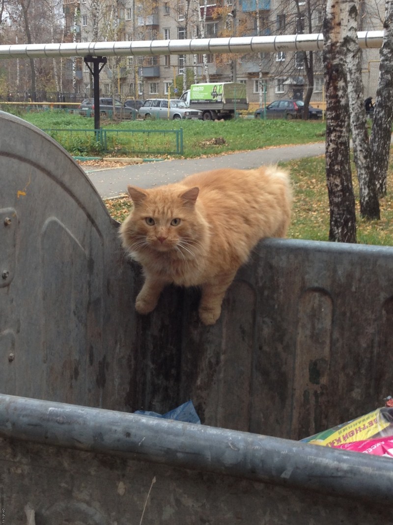 Помойный кот