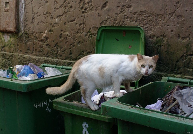 Котяра помойный
