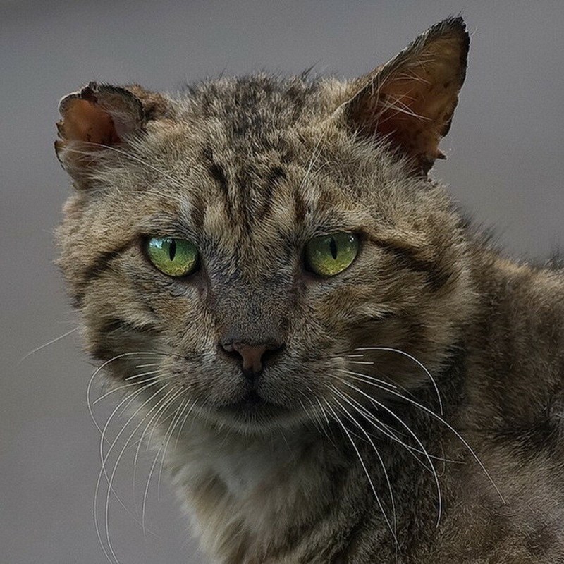 Мусорные коты