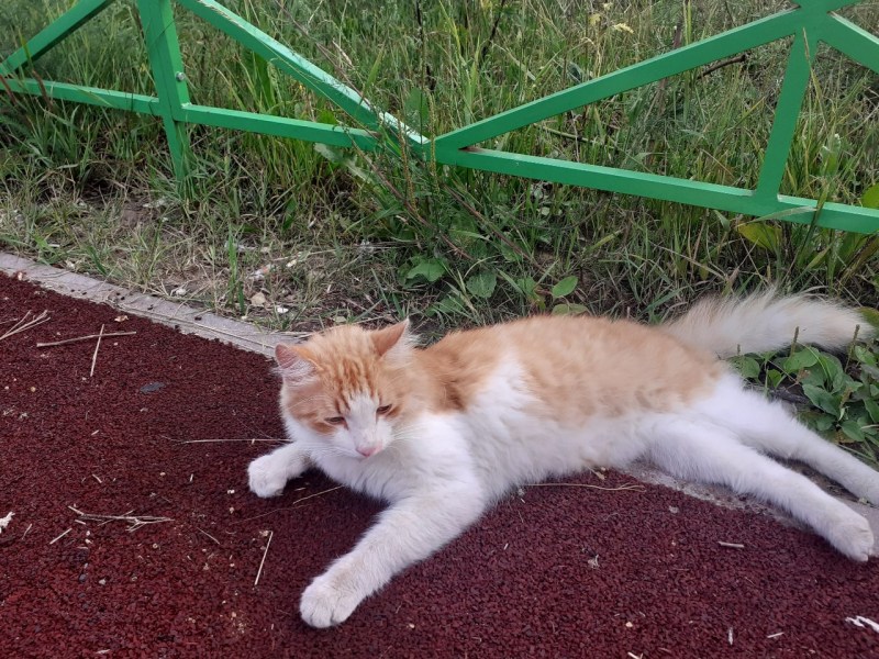 Уличные коты