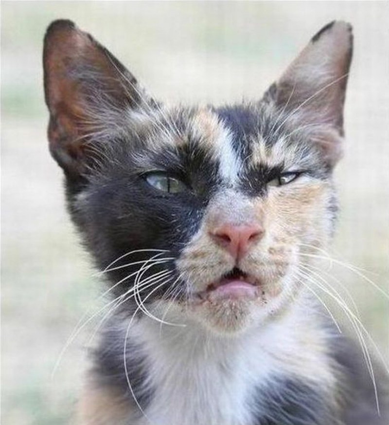 Уродливый кот
