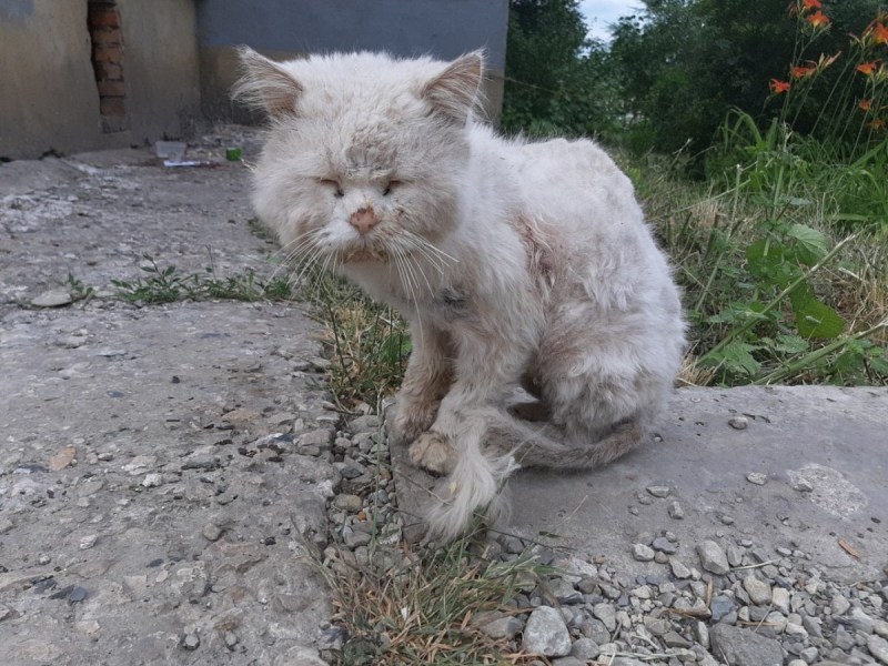 Рыжий кот помойный