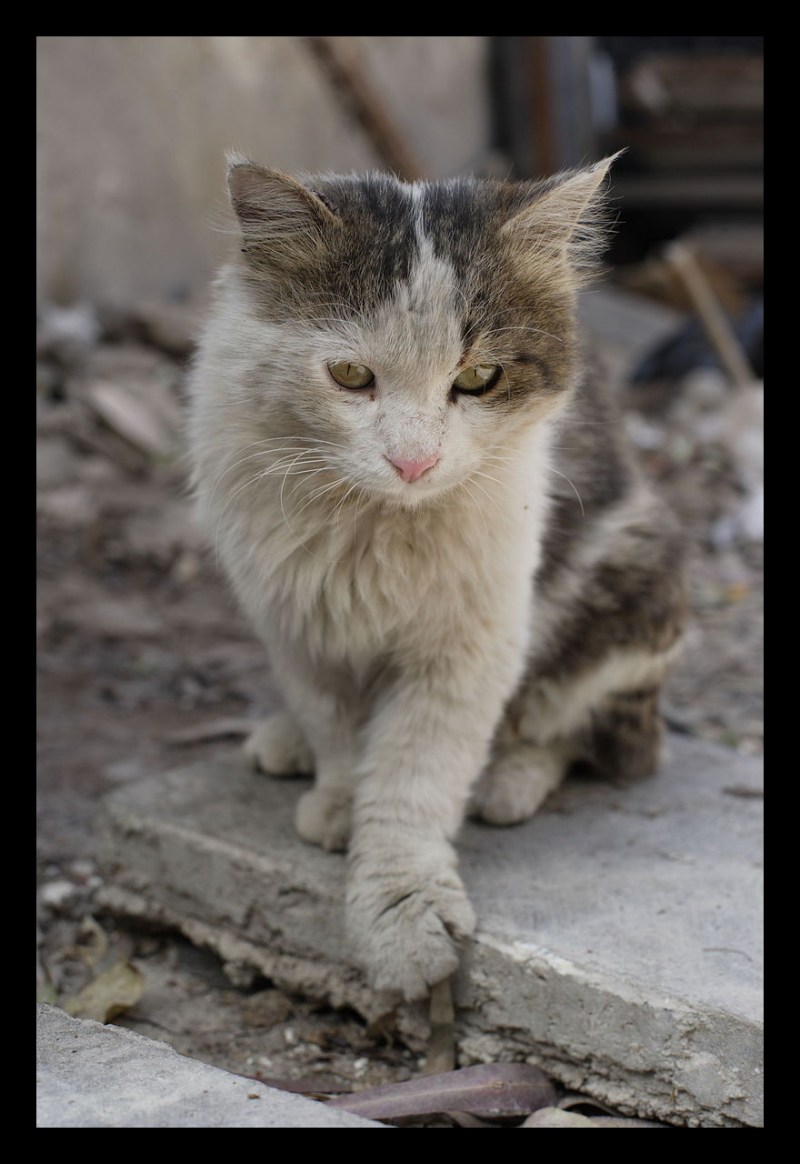 Кот Барсик помойный