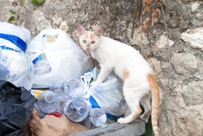 Уличные коты