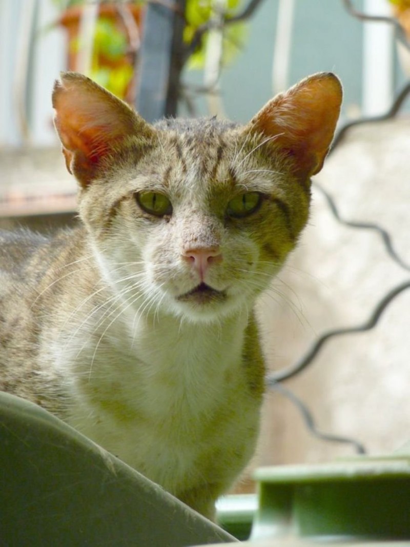 Драный рыжий кот