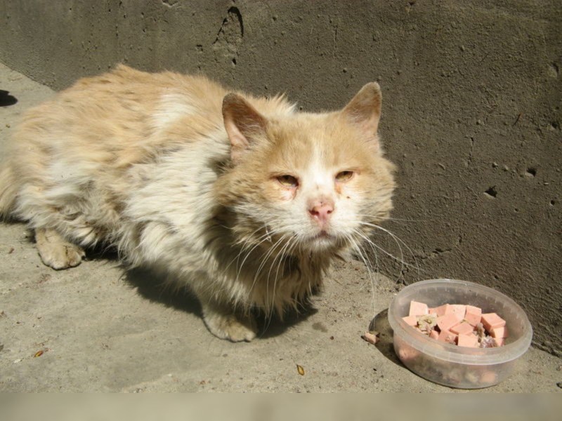 Помойные коты