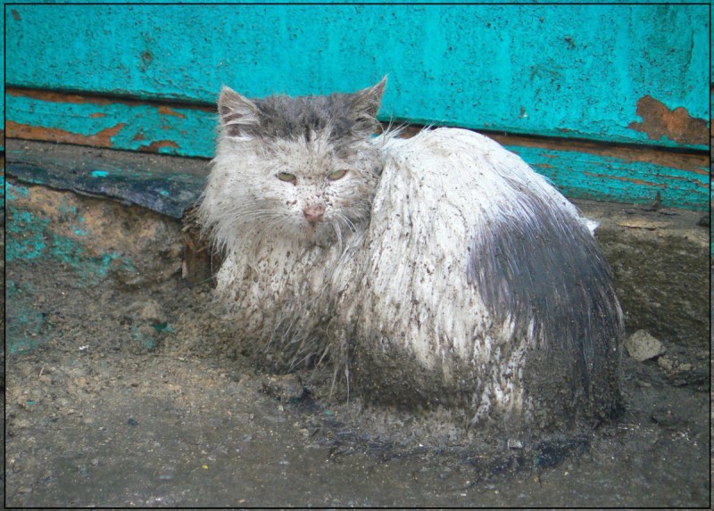 Драный кот
