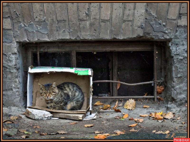 Кот в ведре
