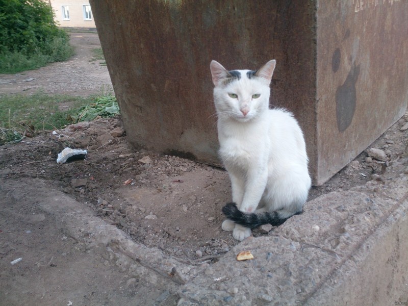 ПОМОЕЧНЫЙ кот