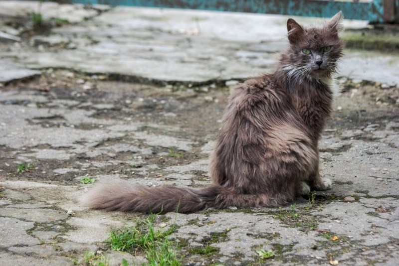 Котёнок без глаза на улице
