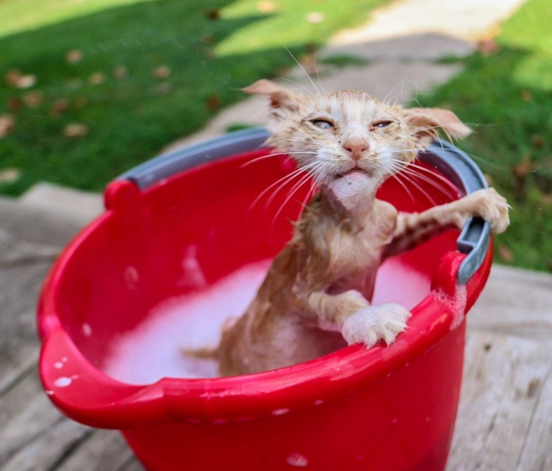 Кот помоешный