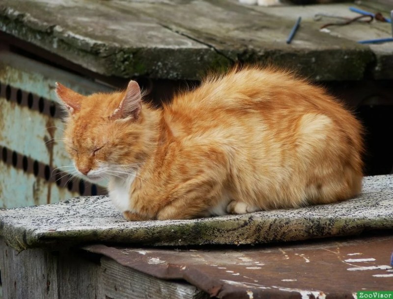Кот в коробке на мусорке