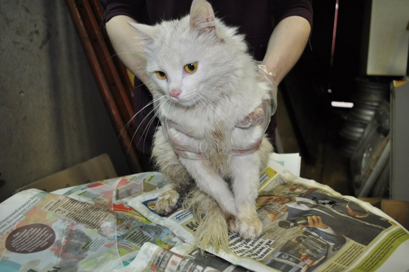 Драная кошка