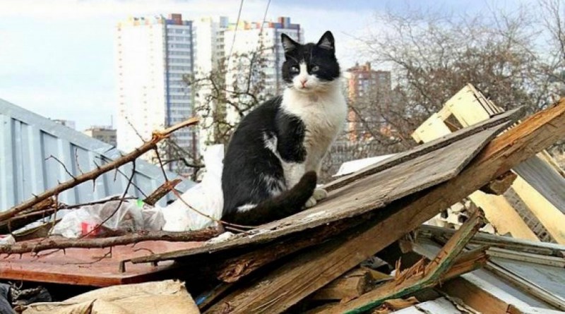 Кошак помойный