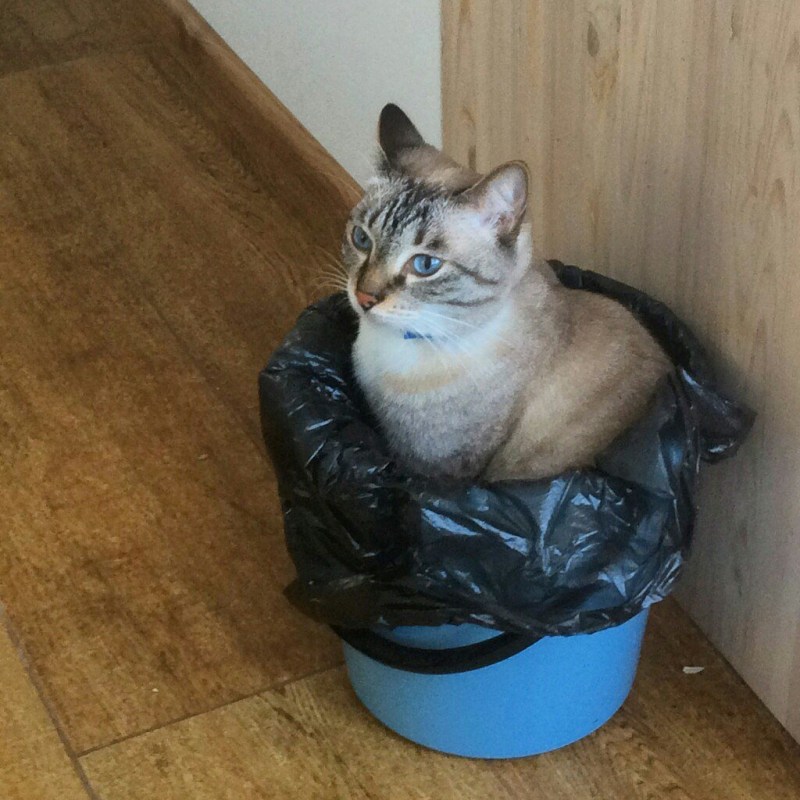 Уродливый кот