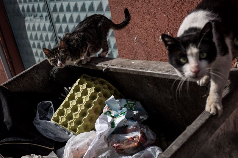 Бездомный рыжий кот