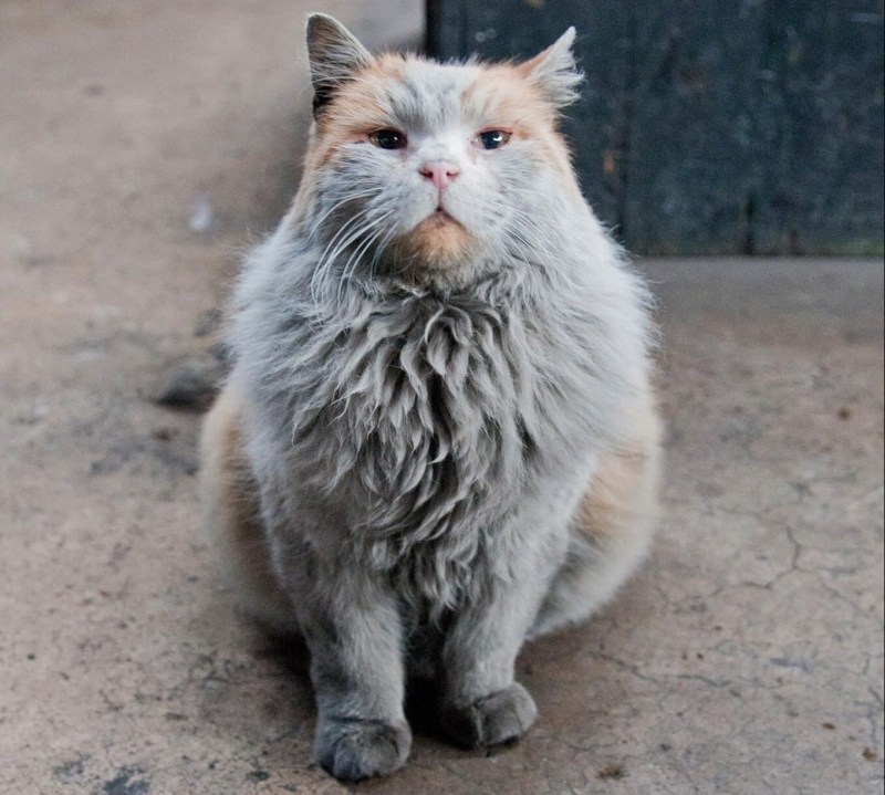 Тульский кот